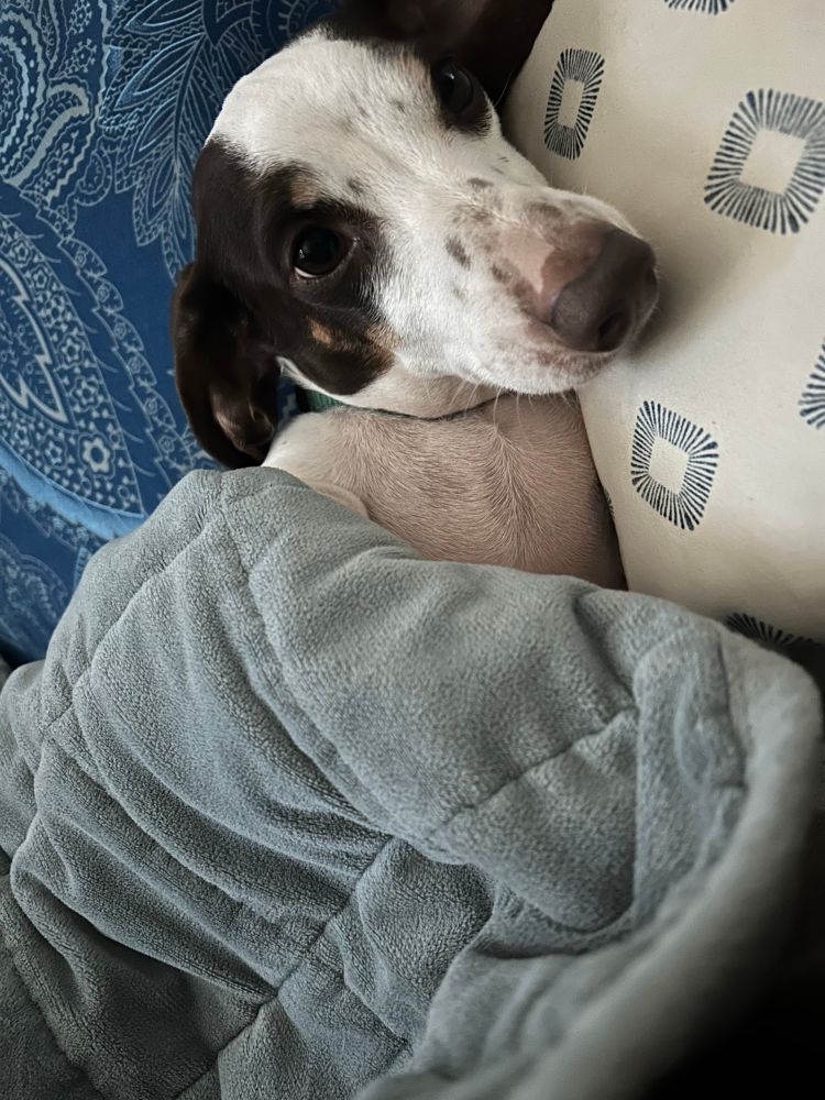 Long eared dog (dachshund) tucked into a blanket with his head on a pillow 