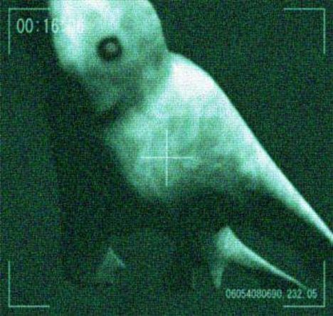 Picture depicts a ningen: an underwater cryptid-adjacent creature that was popular on the Internet in the early aughts.