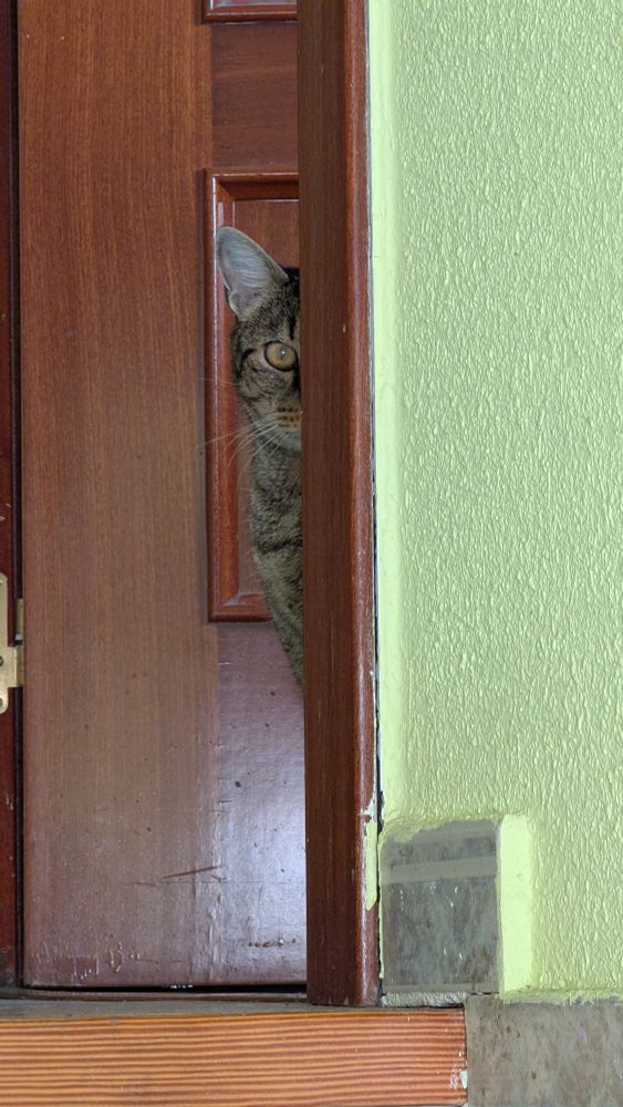 Foto de mi gato espiando desde el marco de una puerta