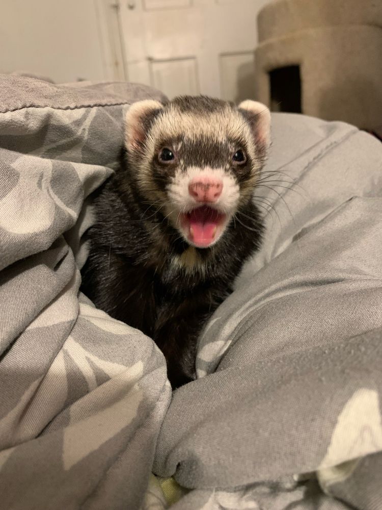 A photo of my dark sable ferret Hobie in a grey blanket. This picture was taken mid-yawn, so he has his mouth open. I like to call this "Hobie Pog"