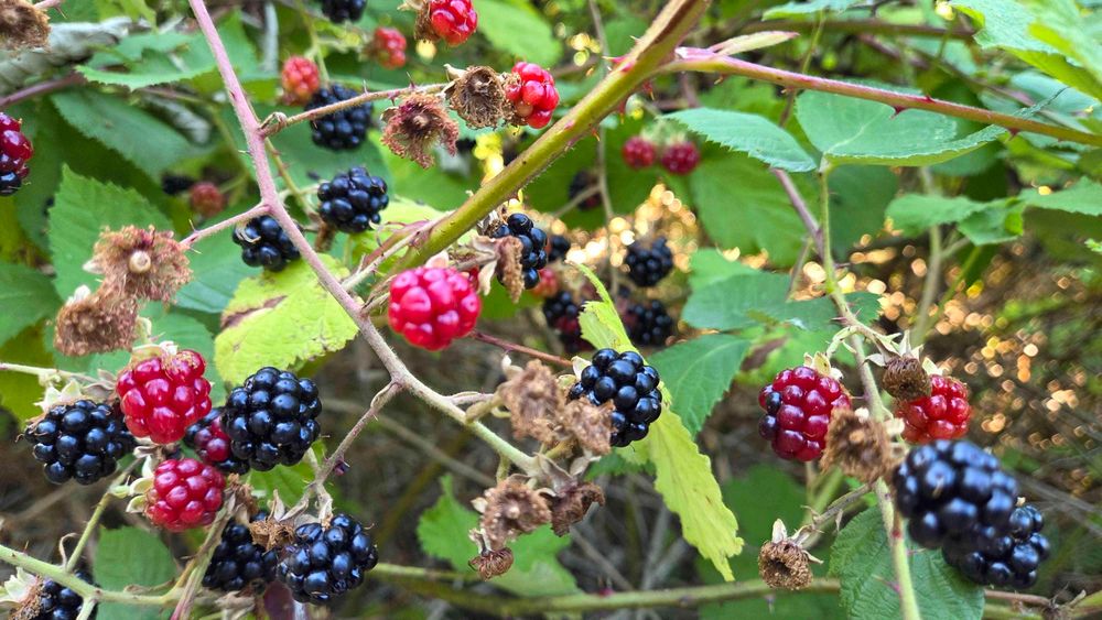 Himalayan Blackberries ripening on thorny canes in the August sun.