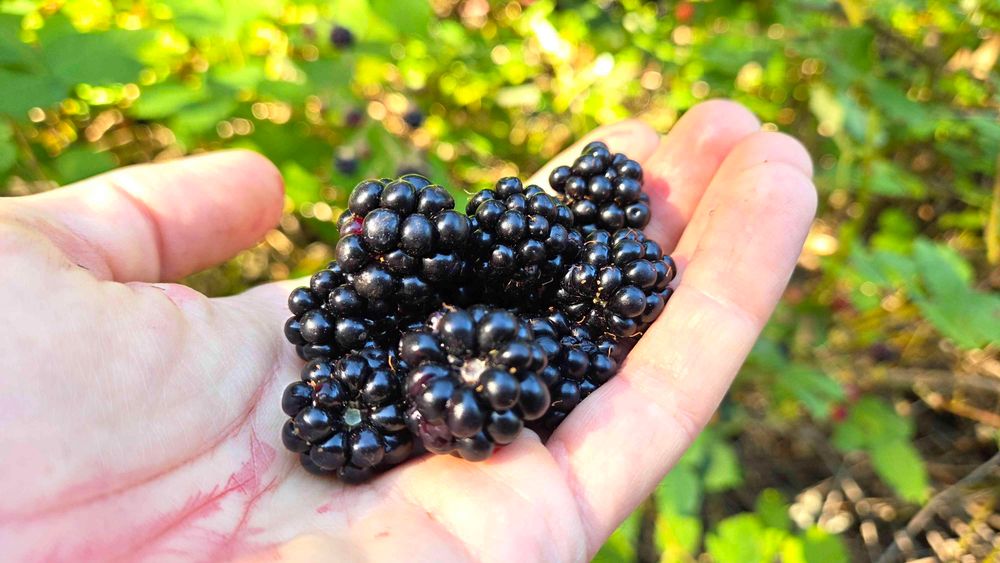 A small palm full of berries