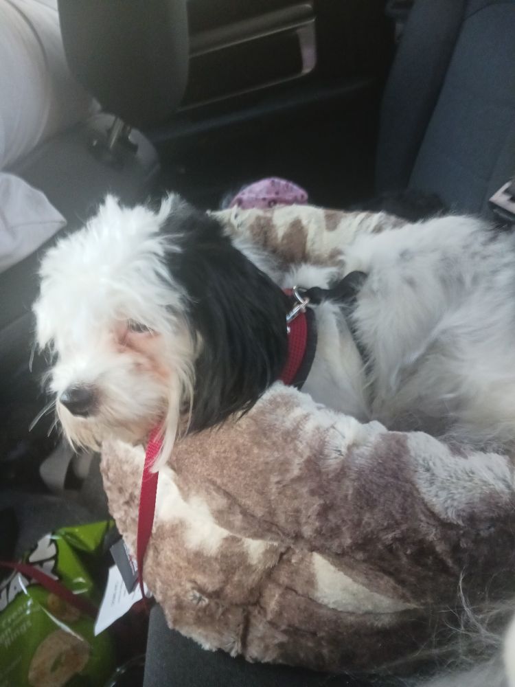 My fluffy baby Snoopy, resting in the new bed i got him the other weekend, being the eepy and coziest..