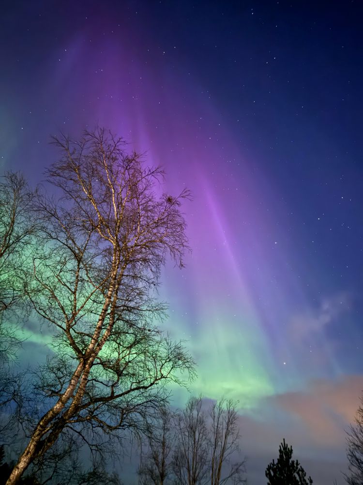 Northern lights with tree