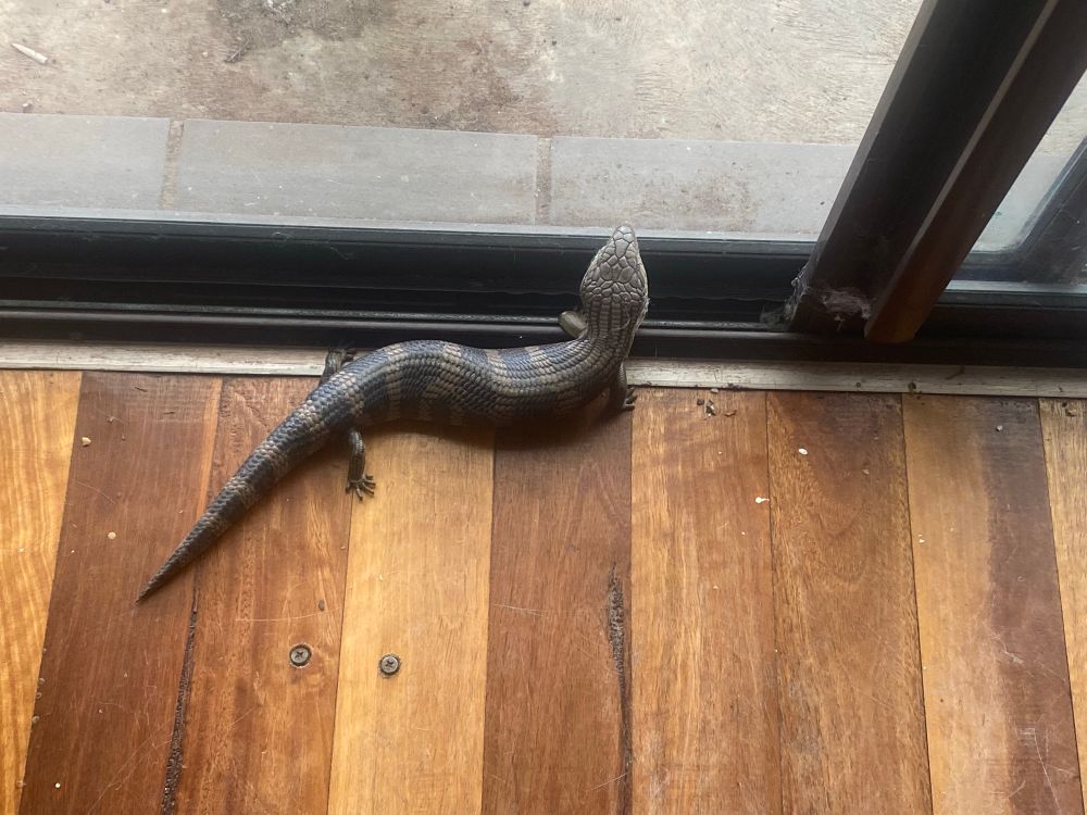 Blue tongue lizard on floorboards. It’s staring out a glass door, possibly wondering why it can’t escape that way.

The lizard has light and dark stripes up his tail and body, a grey head. You can see two legs in the pic, but not that blue tongue.
