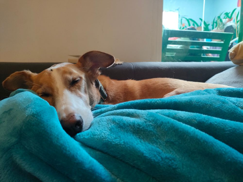 A sleeping, light brown dog lays on a bright turquoise blanket in front of a white wall and a window. He is very cute!