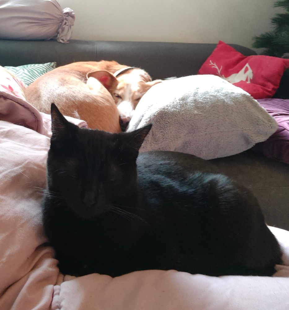 A beautiful black cat lies on a pale pink blanket. A handsome tan dog lies behind her.