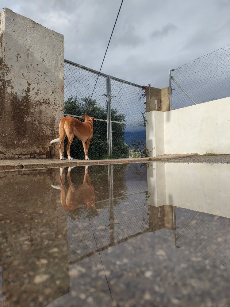 A light brown dog with white paws and tail tip looks through a gate under a moody, cloudy sky. He is reflected in a large puddle.
