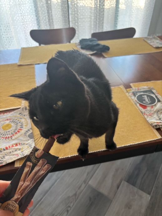 A small black cat on a table snacking on a cat treat