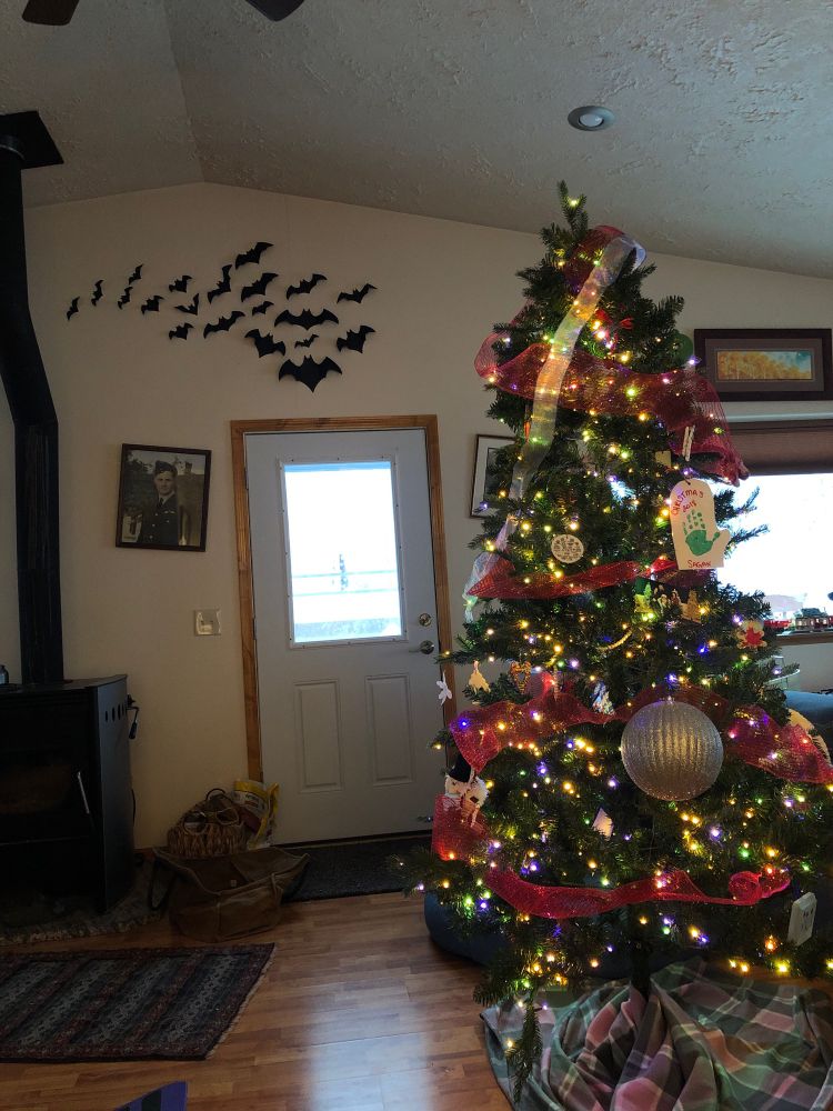 Decorated lit Xmas tree, 20 black bat decorations in chaotic flying formation on wall above the back door, and pictures on the wall are still crooked from the spooky Halloween house time