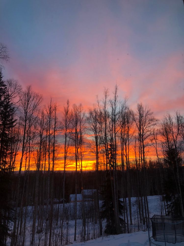 Fiery golden neon-pink sunrise through silhouetted birch trees at the edge of my snowy backyard. The sky higher up and 180 degrees from this picture is cotton candy pink and blue. Trampoline in the corner of pic…unsure why I thought that was good for the photo composition 😂 
