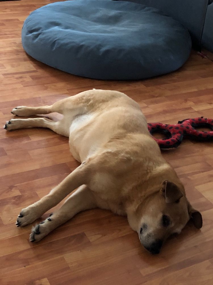 Golden brown Chow/GSD/something mix dog sprawled on a laminate floor, her bed in the background. 