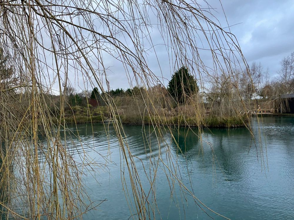 In the foreground are the bare branches of a willow tree. Behind the branches is a lake, with the trees on the shore reflected in the calm water. The sky is midwinter-bright, but cloudy. 