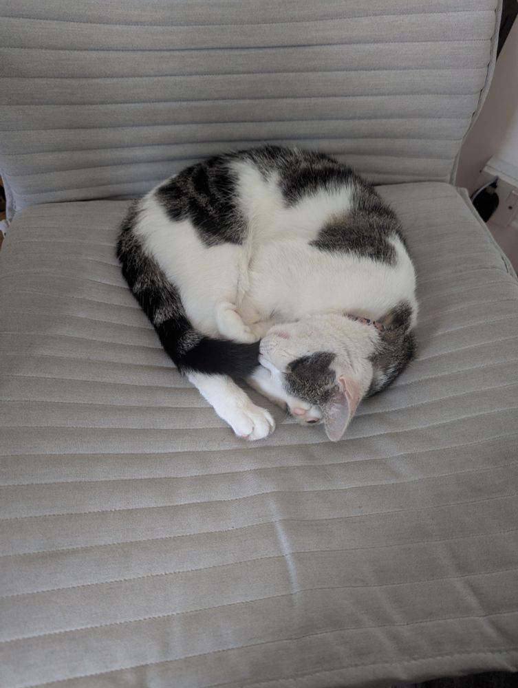 Grey and white cat, curled up asleep in a comfy chair. 