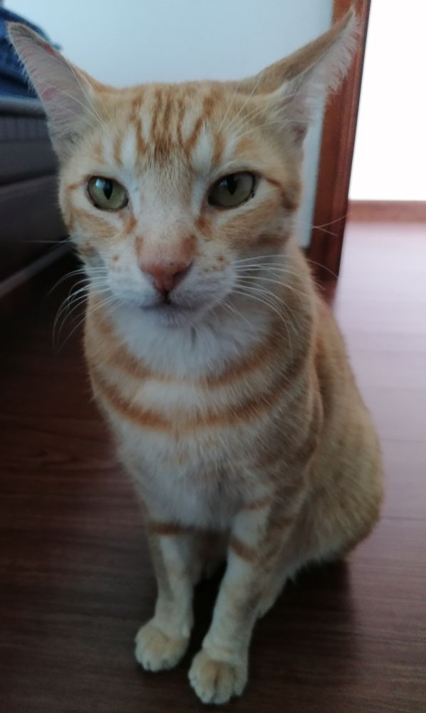 Mew mew mew love you :3