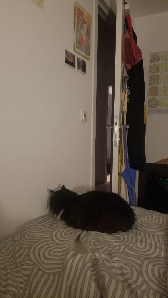 Chat fluffy posé sur un lit la tête très proche du mur