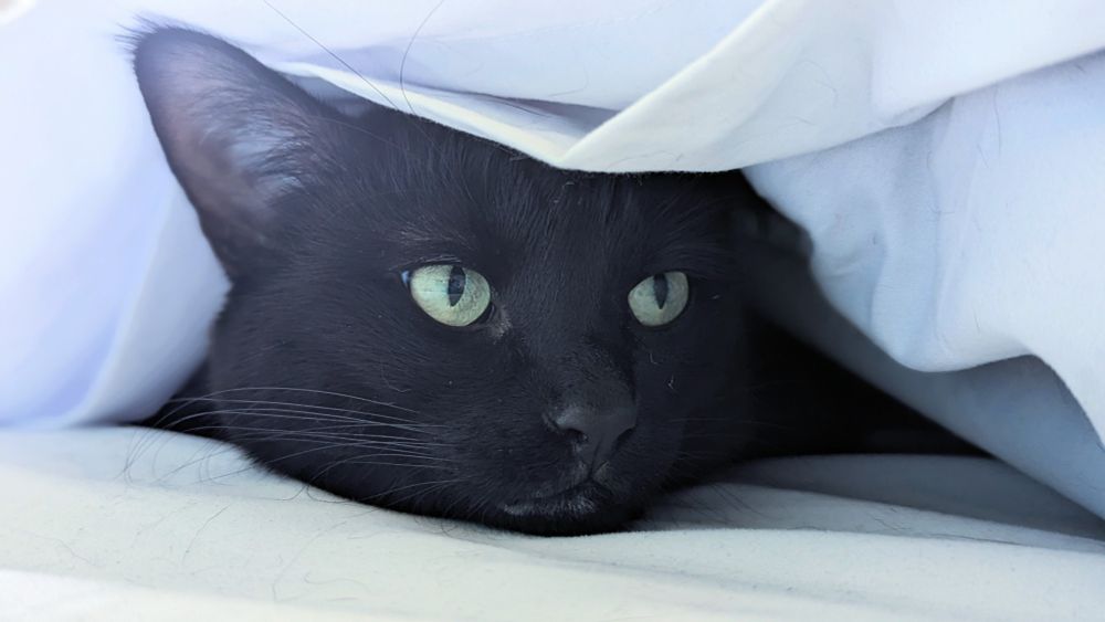 Black cat with green eyes sticks head out from between white sheets.