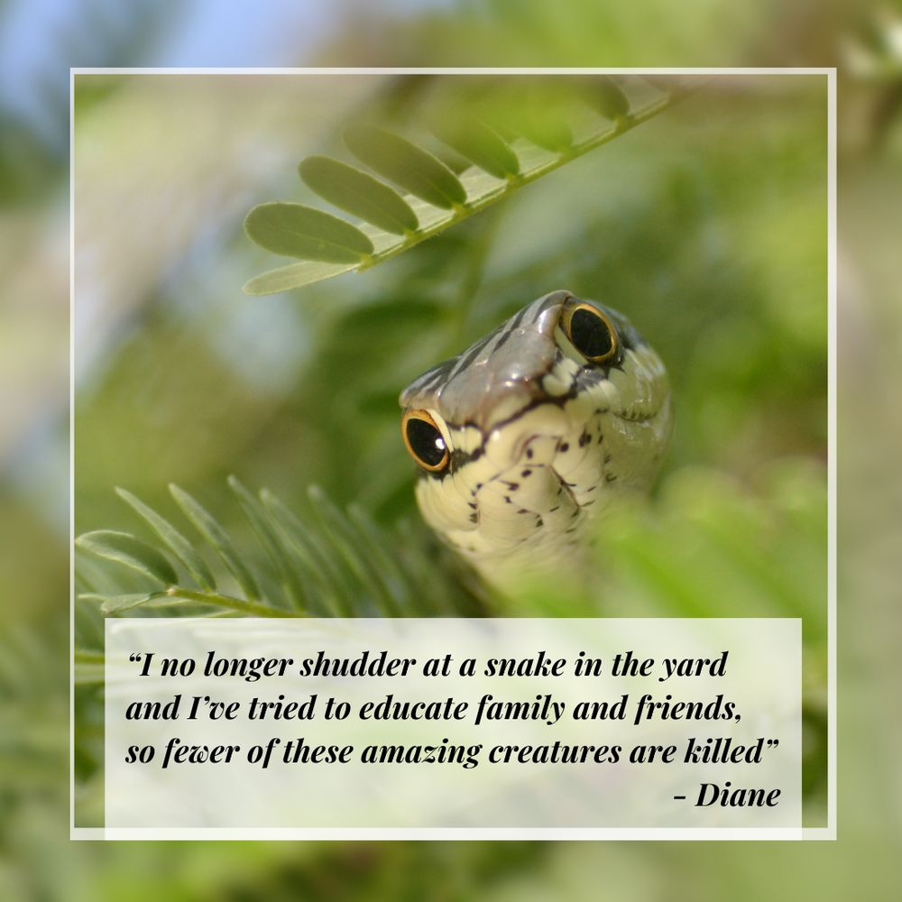 Sonoran Whipsnake peeking through green leaves with a quote from Diane: “I no longer shudder at a snake in the yard and I’ve tried to educate family and friends, so fewer of these amazing creatures are killed”