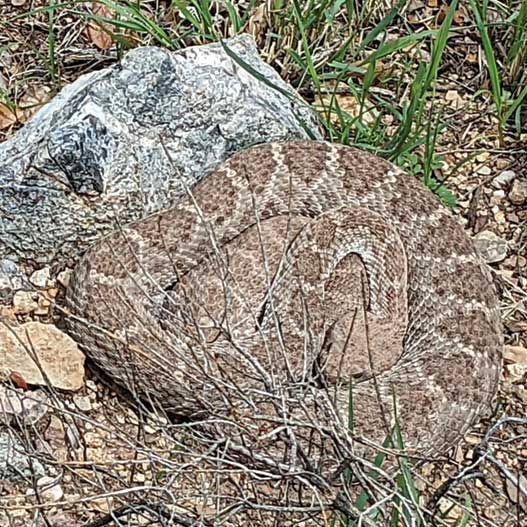 Deb, a huge female Western Diamond-backed Rattlesnake (fat tan rattlesnake with light brown blotches) coiled next to a rock on sandy soil