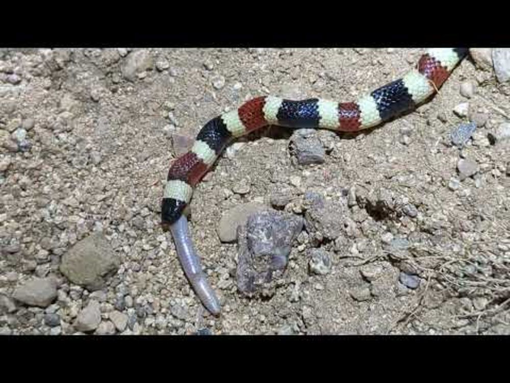 What do Sonoran Coralsnakes Eat?