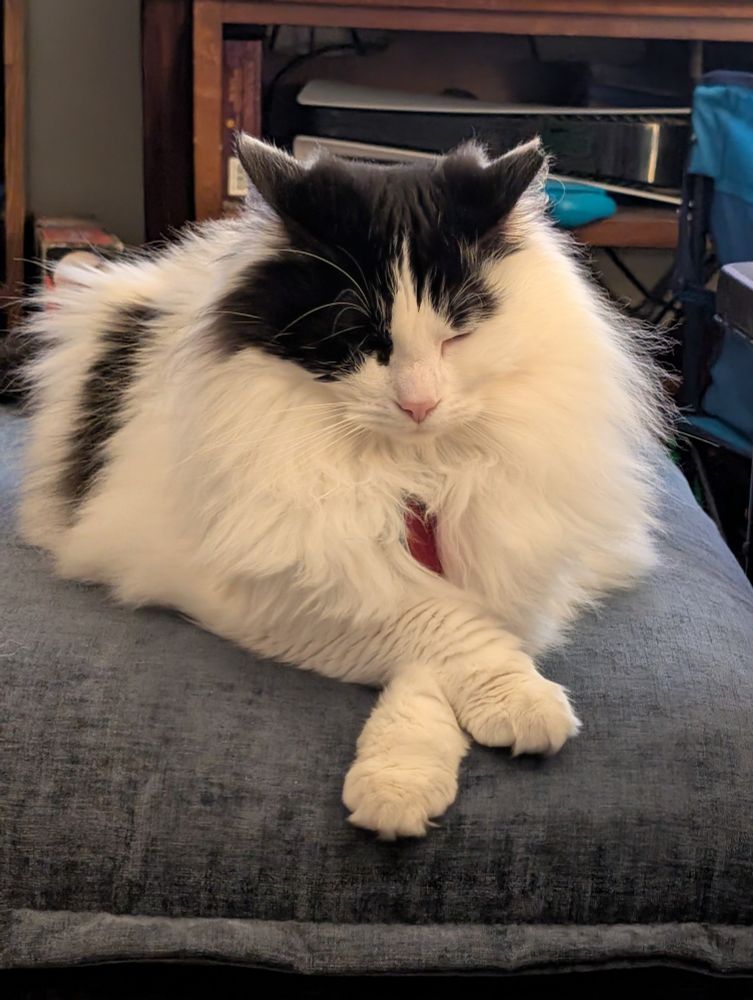 Fluffy cat with crossed peeps and closed peepers