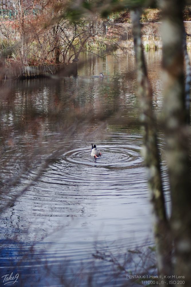 紅葉を撮影できなかったので、池で餌を取るために水面に首を突っ込んでいる鴨の写真を撮りました。