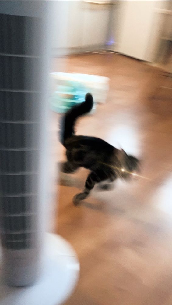a blurry image of a brown and black Tabby cat (domestic shorthair) named Toast. She is running to the right, darting behind a cylindrical fan. A shiny golden effect has been added to her eyes, making them appear more reflective with light coming off of them in the direction of the image blur.