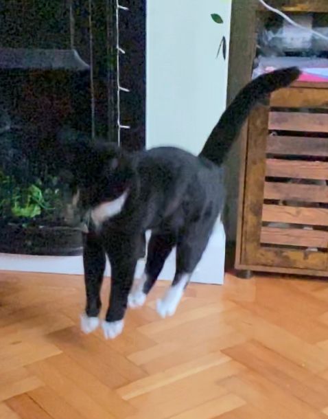 A motion-blurred photo of a black and white tuxedo cat jumping directly upwards off of the wooden floor, with all four legs and tail extended straight. She is all black, aside from white on her feet, upper chest, and a stripe on the right side of her face. There is a black (defunct) fireplace in the background, embedded into a plain white wall. Next to that is a wooden dresser.