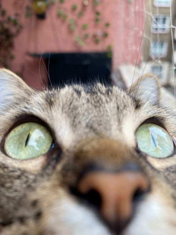 close up of a tabby domestic shorthair with a wide angle lens, making her brown-orange nose appear larger, and her green eyes appear wider apart. Her name is Toast, and the fur on her head is brown and black, with a bit of ginger colouring on her nose.