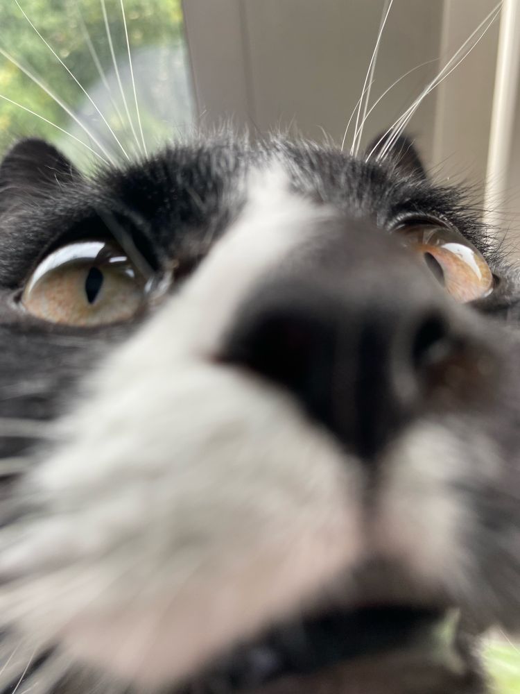 Extremely close up, wide angle photo of a tuxedo cat’s face, making her black nose appear larger, and her golden eyes appear farther apart. Her name is Bean, and the fur on her head is black, with a white stripe going down the right (left in the image) side of her nose and mouth, the latter of which is slightly parted.