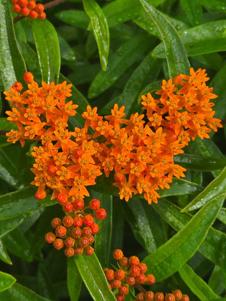 Butterfly weed blooming orange flowers.
