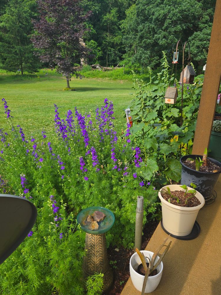 Purple Larkspur view from the porch.