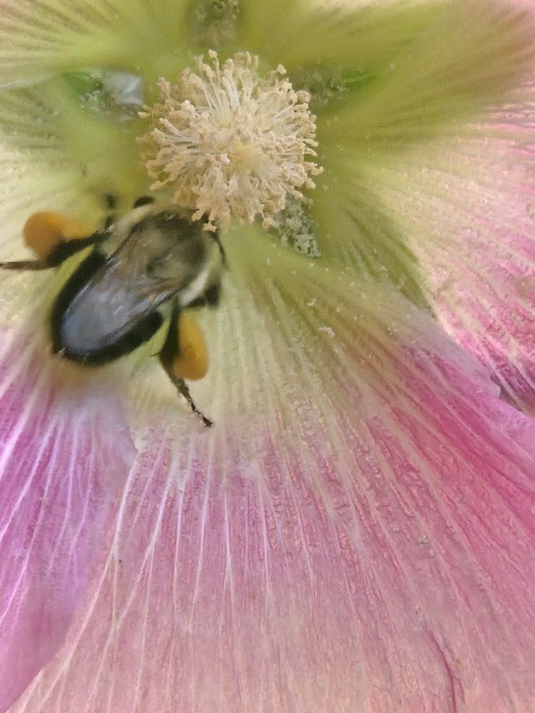 Bumblebee, collecting pollen pink hollyhock 
