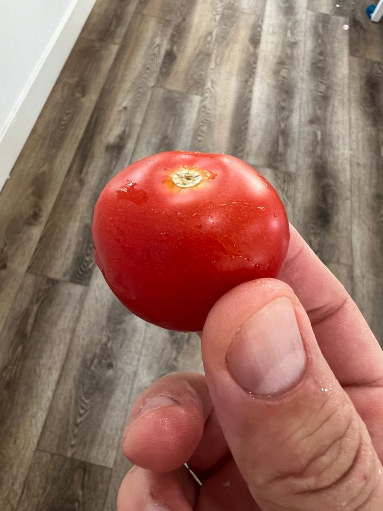 A tomato