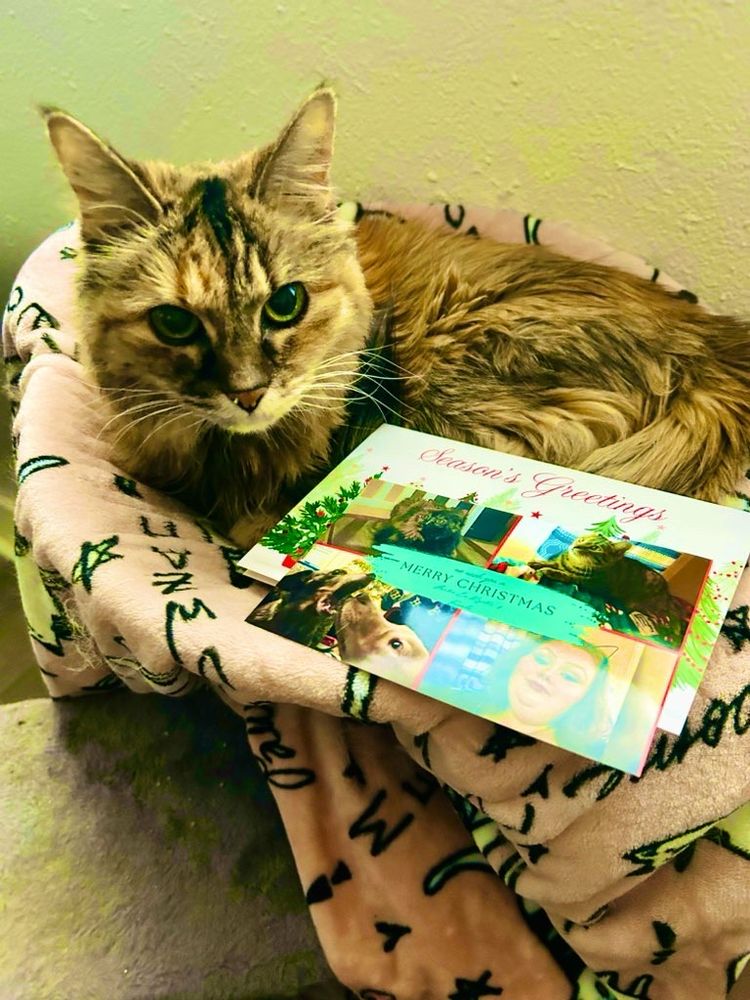 A mostly tan cat is laying in a circle looking at the camera. There is a holiday card and photo next to her. She is laying on a pink cat printed blanket. 