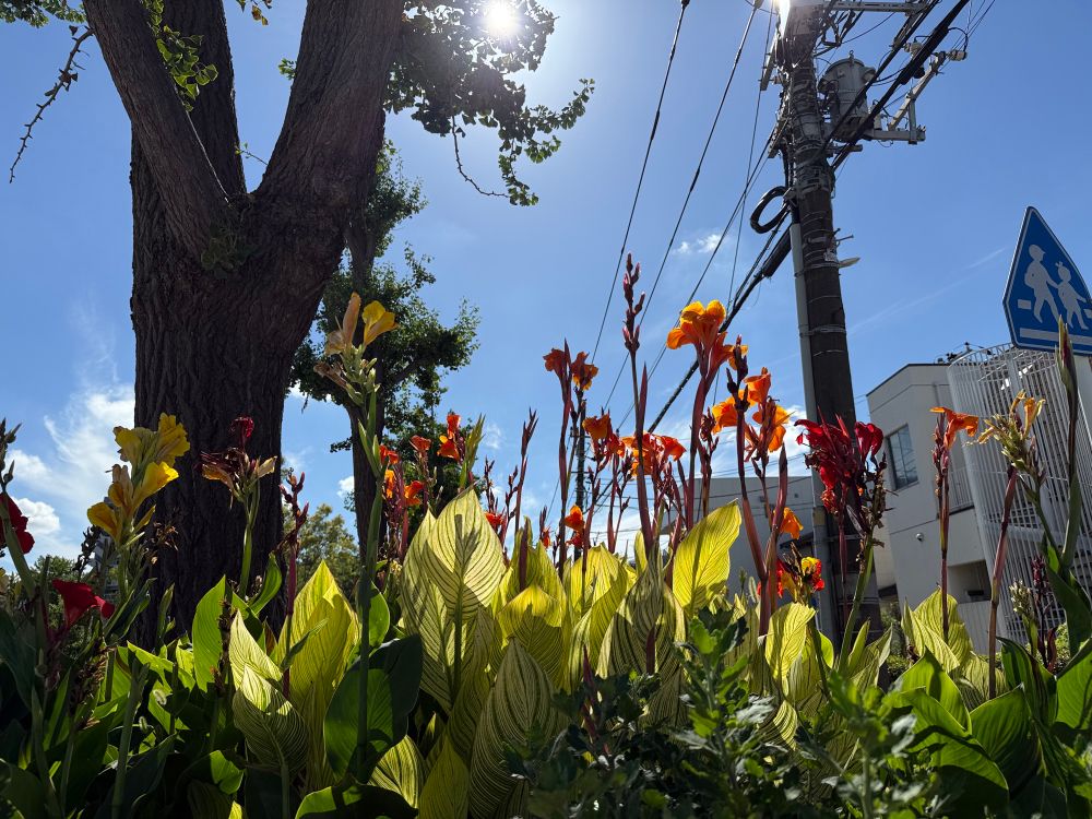 カンナ？　ダンドク？