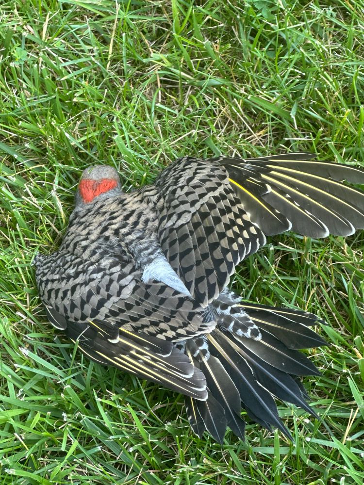 Dead bird 