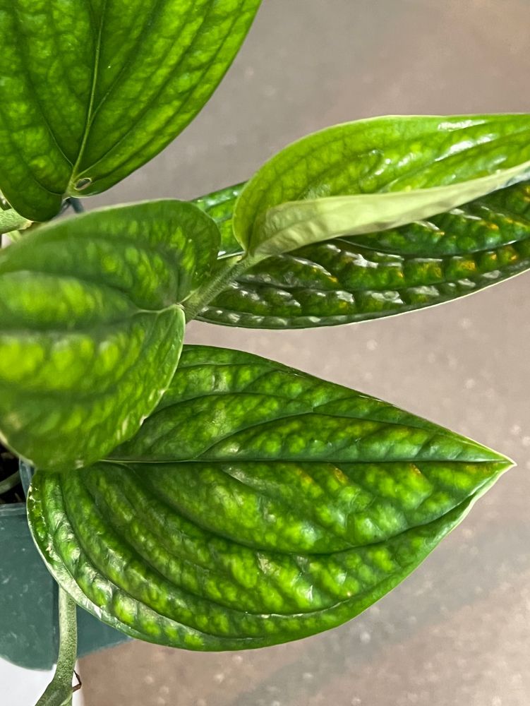 観葉植物の写真
モンステラ　ジェイド・シャトルコック　(ペルーSPとも) 
ゴツゴツして肉厚な葉っぱと立体的な葉脈が特徴です