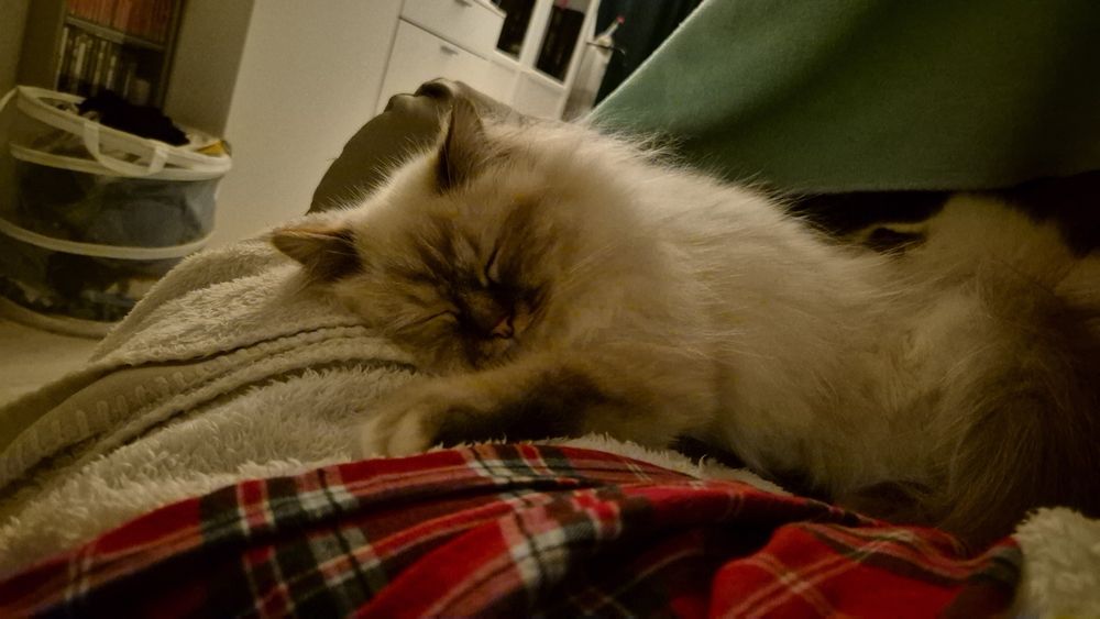 foto von einer fluffigen weißen katze mit dunklem gesicht, die schläft.