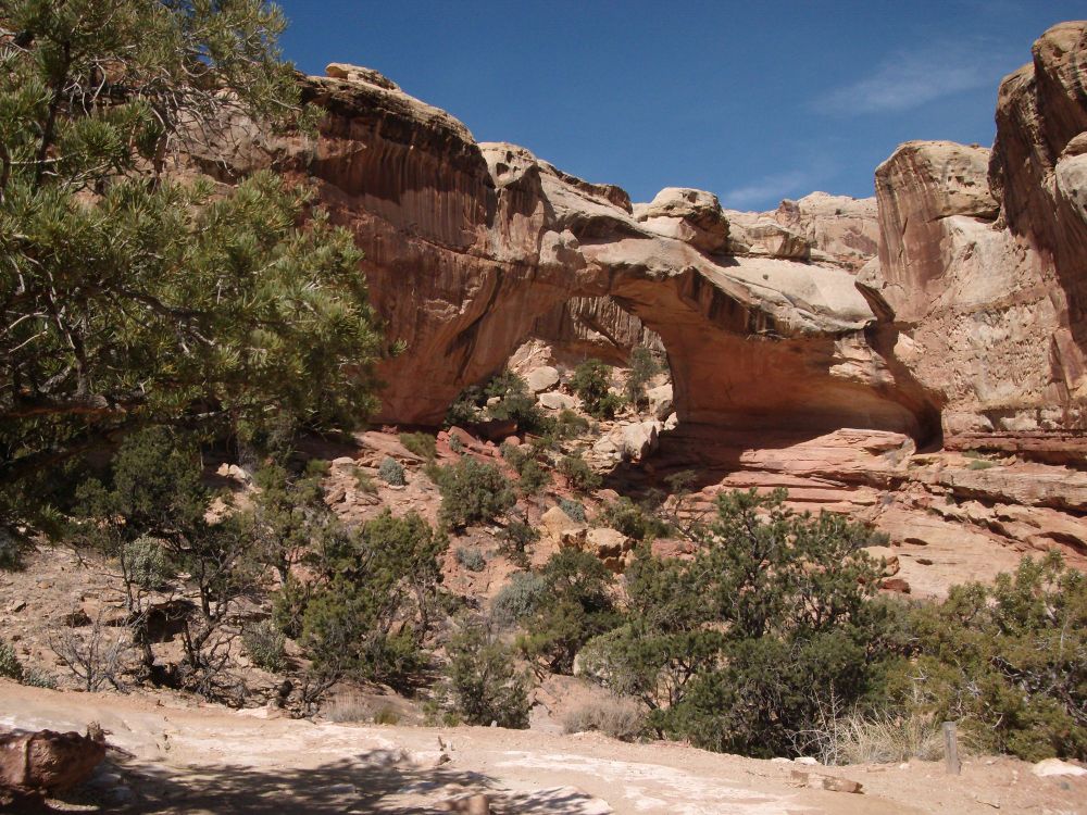 Sandstone arch in Capitol Reef national park, Utah. The arch is a red sandstone and is sitting above a sandy and dry creek bed. There are some scruby bushes and pine trees dotting the area.