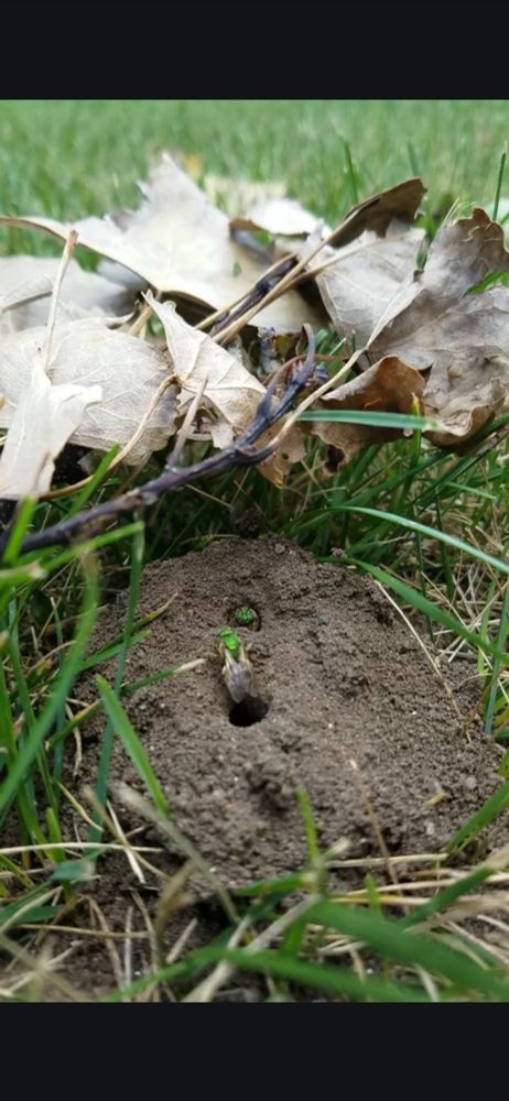 Still taken from a video of two sweat bees that are a bright emerald green. 