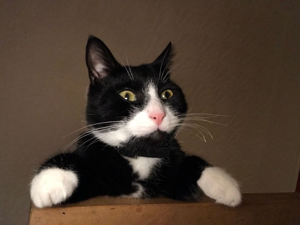 A black and white tuxedo cat sitting at a table like a little gentleman