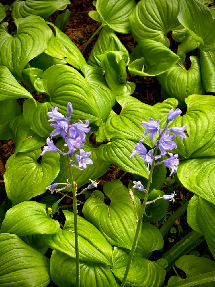 Two stalks of bluebells surrounded by  the green leaves of false lilies of the valley.