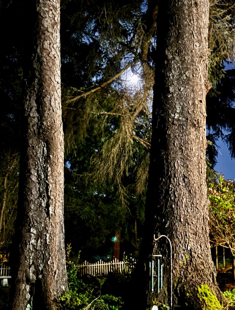 The glow of the moon shows between two tree trunks. There is a wind chime in front of one, moss and lichen on the trees and a white picket fence in the background. 