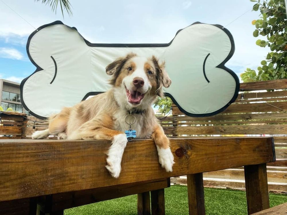 Captain Jax with his big smile laying on a picnic table and a large vinyl hangup sign in the shape of a bone behind him.