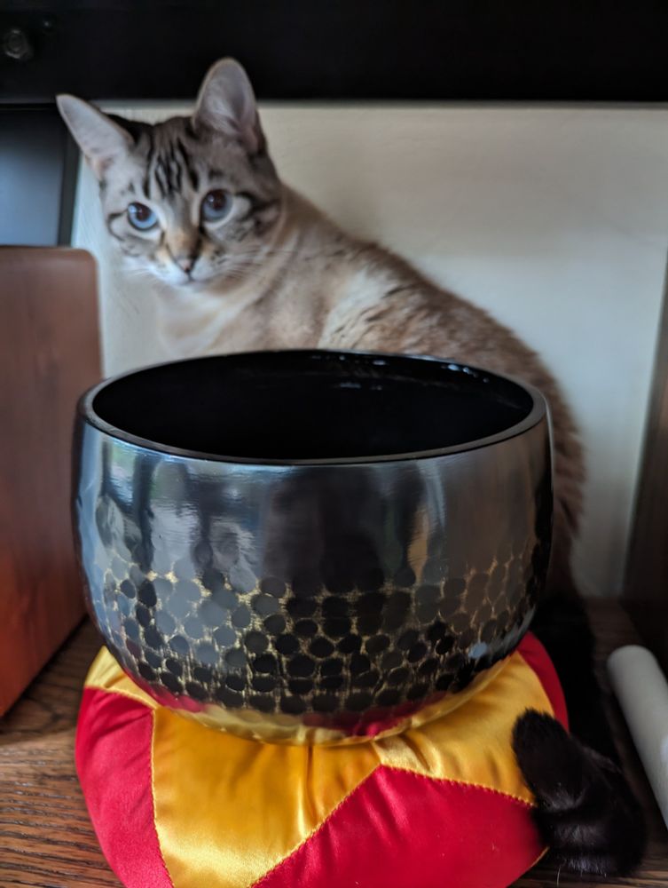 A siamese blend cat looking expectantly sitting behind a large, black, mottled meditation bell on a red and yellow cushion
