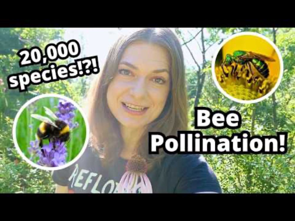 20,000 Bees!? Native Bee Diversity & Pollination! | Wildlife Biology for Kids Club Animals