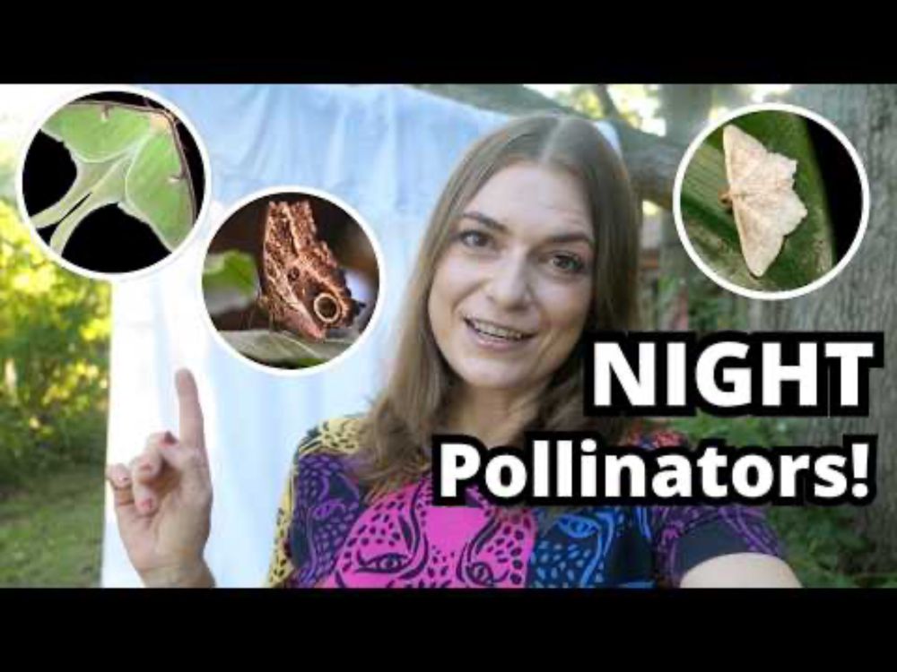 Pollination at Night: MOTHS! Wildlife Biology for Kids Club