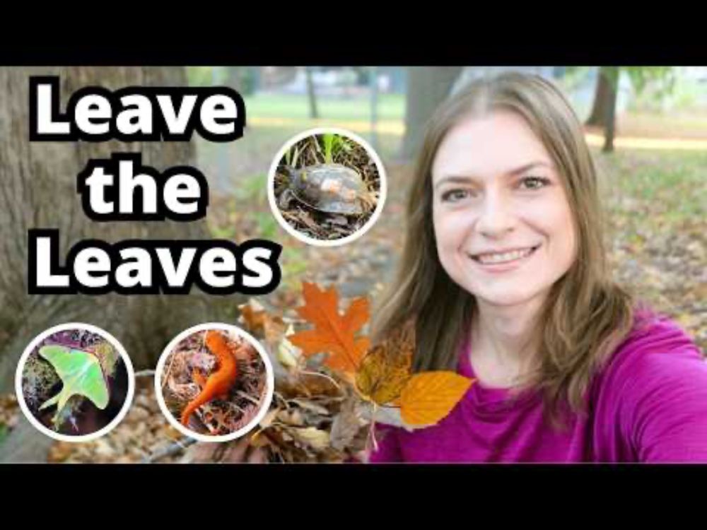 Fall Leaf Science & How Leaves Help Animals 🐿️ Wildlife Biology for Kids Club