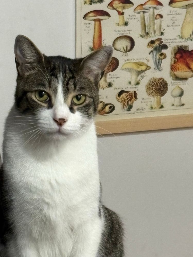 A grey and white cat in front of a mushroom poster.